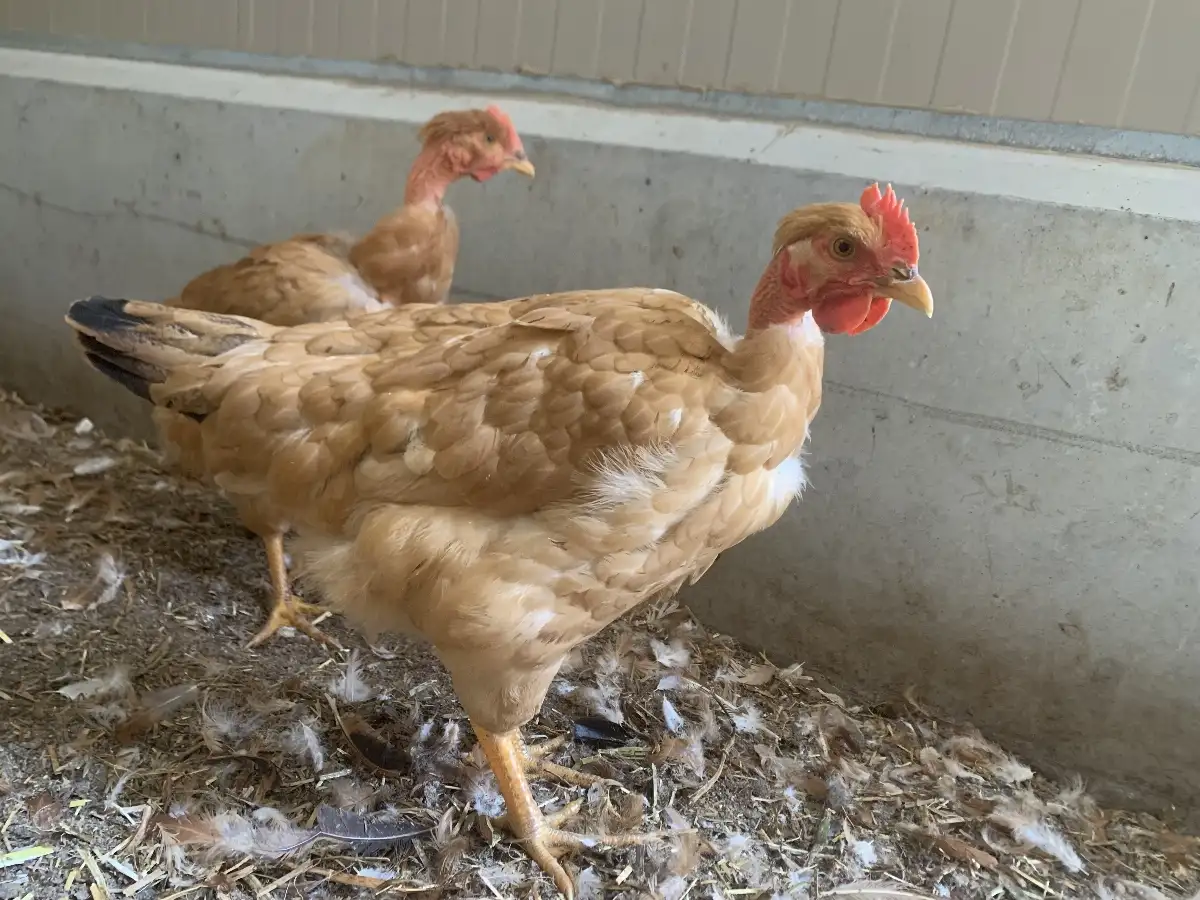 Poulettes 15 semaines